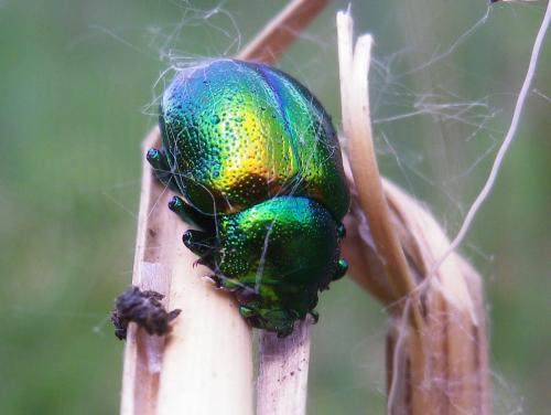 Réf. 230 684 : Chrysolina graminis